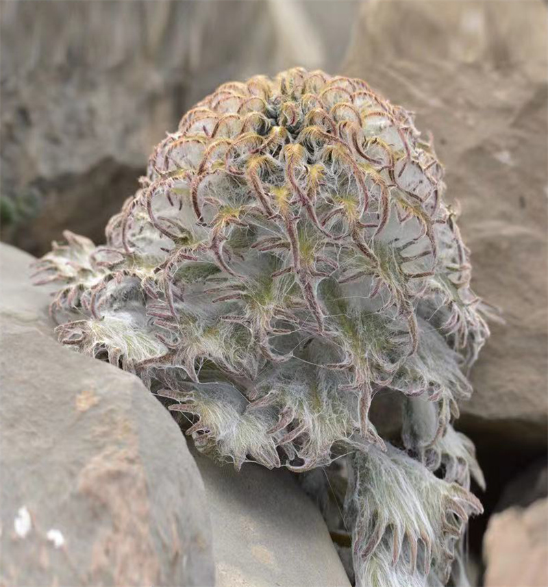 Espécies protegidas de fauna e flora na província de Qinghai registram recupera??o gradual