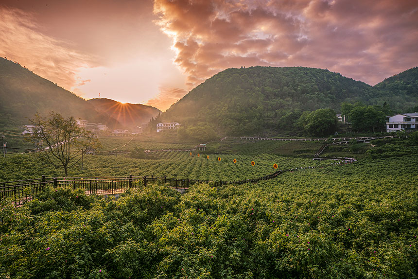 Indústria de planta??o de rosas prospera no centro da China