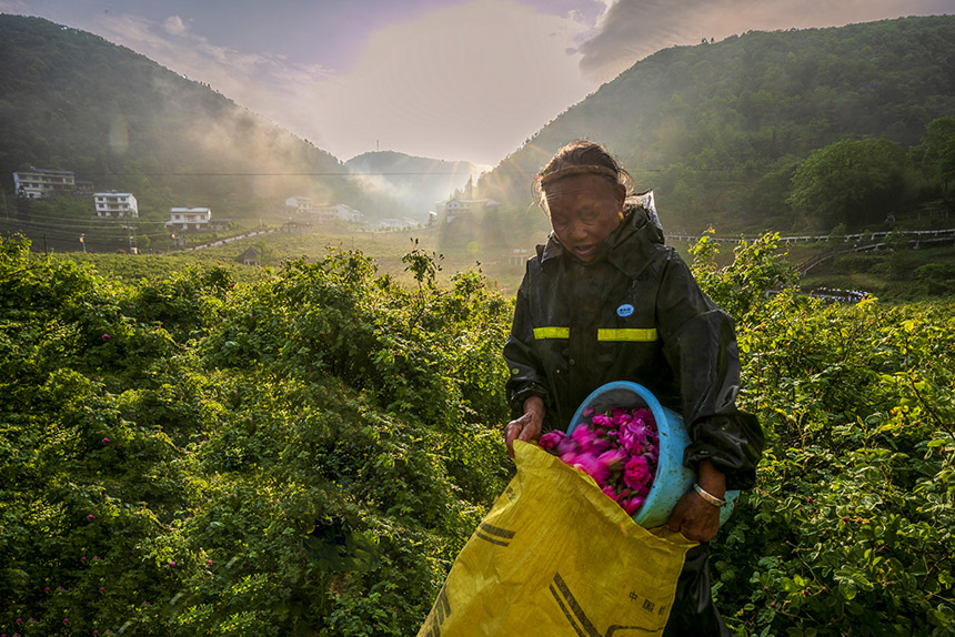 Indústria de planta??o de rosas prospera no centro da China
