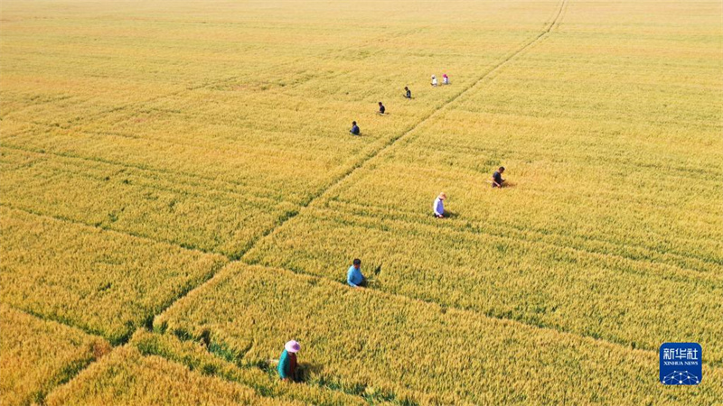 Galeria: Jiangsu inicia temporada de colheita do trigo