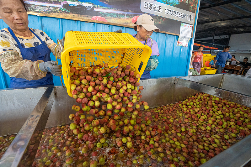 Hainan dá início à?temporada?de?lichia