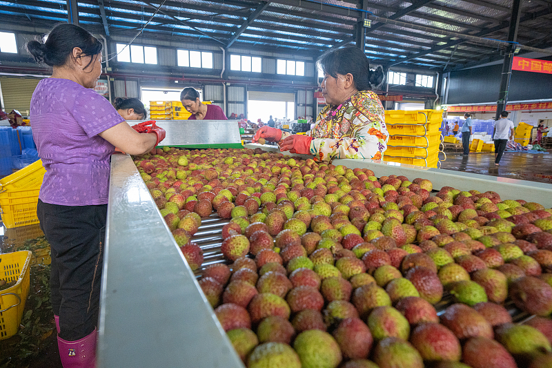 Hainan dá início à?temporada?de?lichia