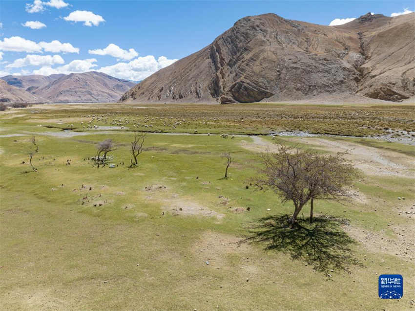 Regi?o do Monte Qomolangma testemunha melhoria do ambiente ecológico, dizem especialistas