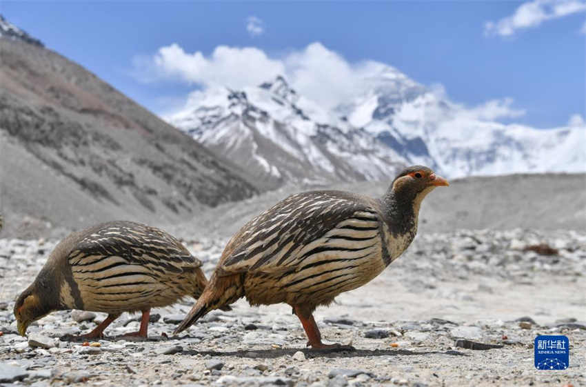 Regi?o do Monte Qomolangma testemunha melhoria do ambiente ecológico, dizem especialistas