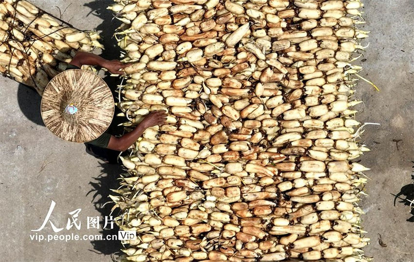 Agricultores realizam colheita de?raízes?de?lótus?no sul da China