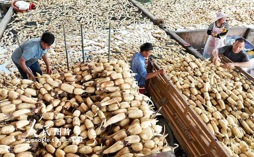 Agricultores realizam colheita de?raízes?de?lótus?no sul da China