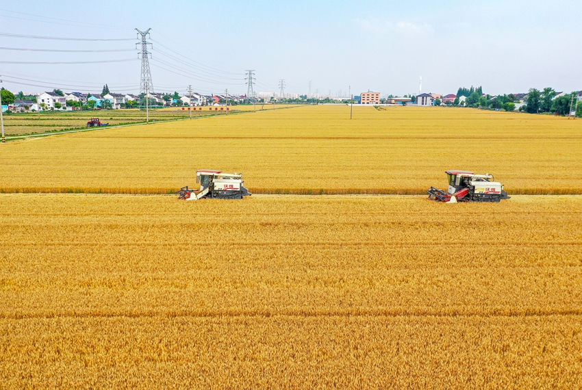 Galeria: colheita de trigo inicia no leste da China