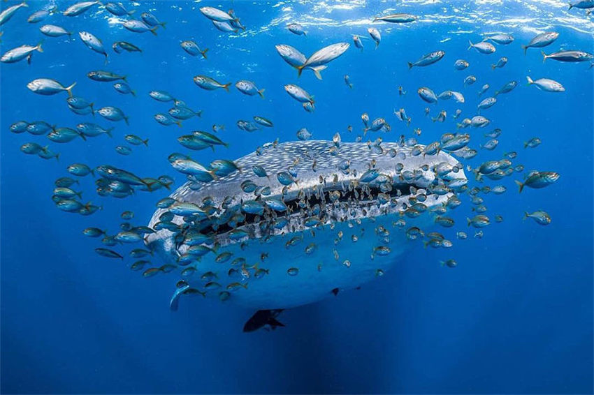 Dia Mundial do Meio Ambiente comemorado com compromisso de restaura??o dos ecossistemas