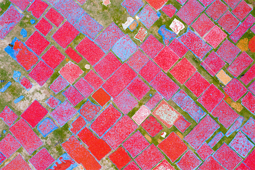 Dia Mundial do Meio Ambiente comemorado com compromisso de restaura??o dos ecossistemas