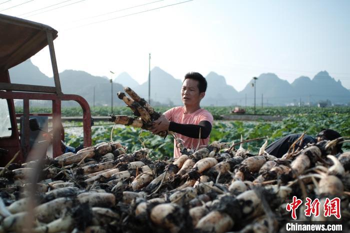 Cidade de raízes de lótus recebe temporada de colheita, no sul da China