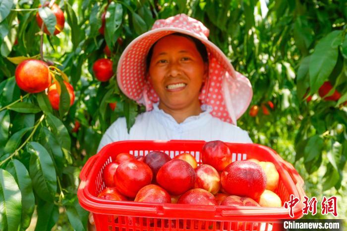 Província chinesa de Anhui inicia safra de nectarinas do início de ver?o
