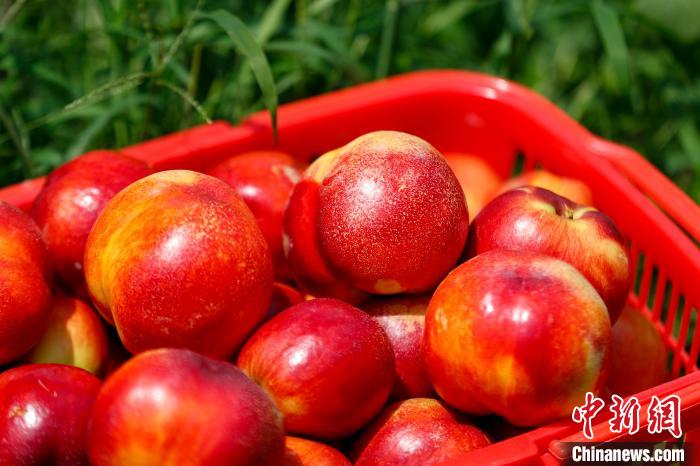 Província chinesa de Anhui inicia safra de nectarinas do início de ver?o