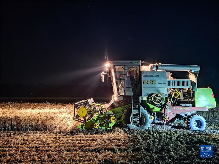 China: muitos lugares est?o ocupados com colheita de trigo