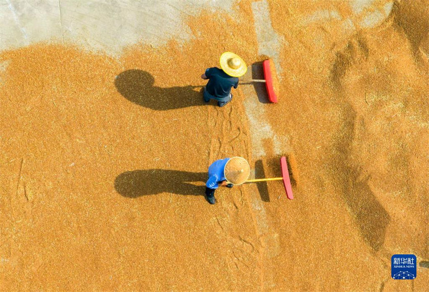 China: muitos lugares est?o ocupados com colheita de trigo