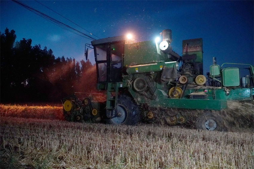 Galeria: mais de 70% do trigo já foi colhido na província de Shandong, leste da China