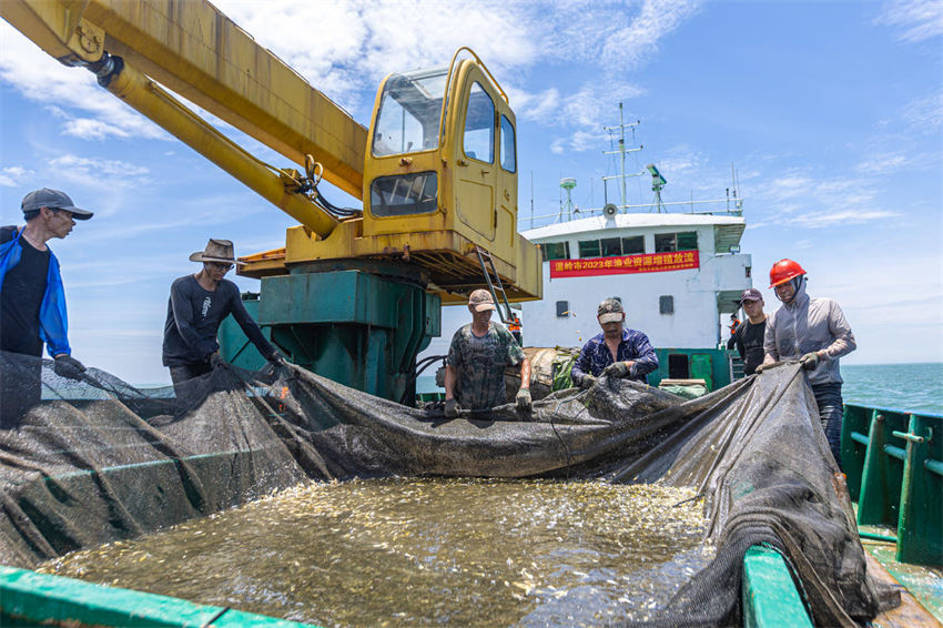 Mais de 13 milh?es de peixes foram soltos no Mar da China Oriental