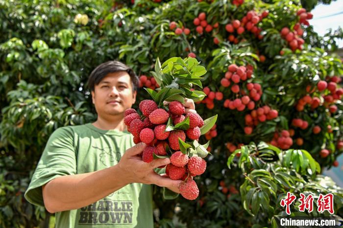 Zengcheng inicia temporada de colheita da lichia, sul da China