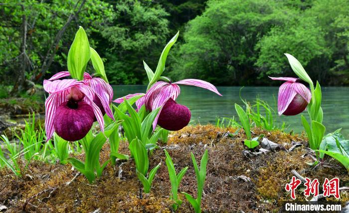 área cênica de Huanglong supera 1 milh?o de visitantes em 2023