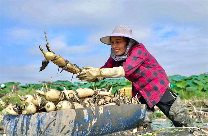 Agricultores de Guangxi realizam colheita de raízes de lótus no ver?o