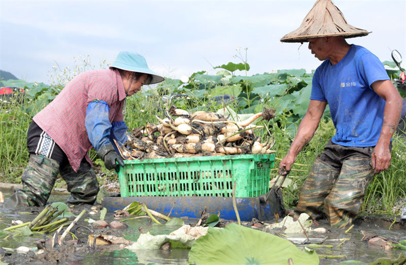 Agricultores de Guangxi realizam colheita de raízes de lótus no ver?o