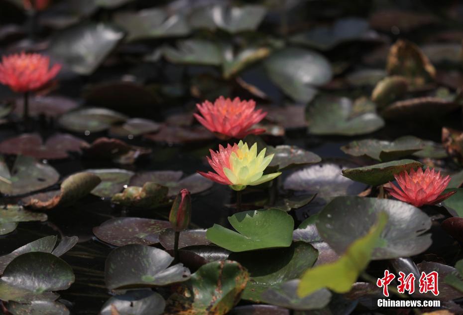 Galeria: nenúfar bicolore desabrocha em parque ecológico no sudoeste da China