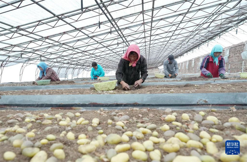 Hebei promove industrializa??o de batata para aumentar renda dos agricultores