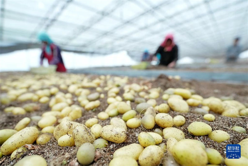 Hebei promove industrializa??o de batata para aumentar renda dos agricultores