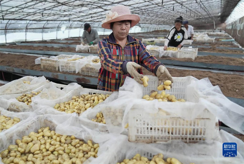 Hebei promove industrializa??o de batata para aumentar renda dos agricultores