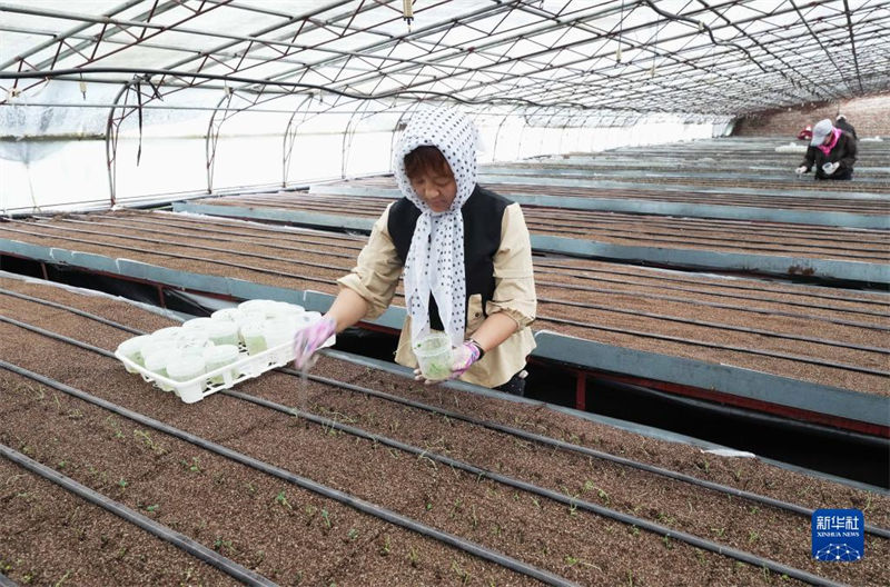 Hebei promove industrializa??o de batata para aumentar renda dos agricultores