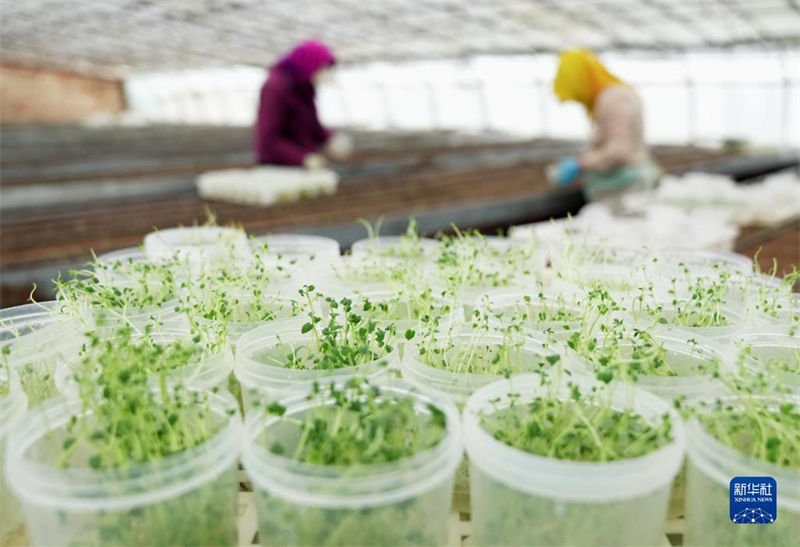 Hebei promove industrializa??o de batata para aumentar renda dos agricultores