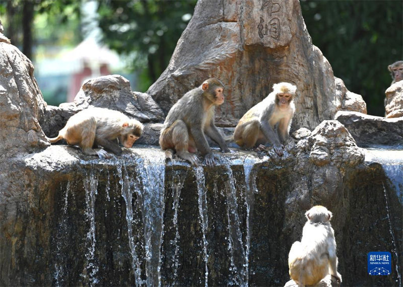 Jardim zoológico de Nanning ajuda animais a suportar calor do ver?o