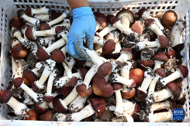 Hebei: Weichang aposta no cultivo de cugumelos para dinamiza??o da economia local