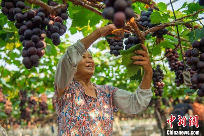 Agricultores de Sichuan se ocupam da colheita de uvas