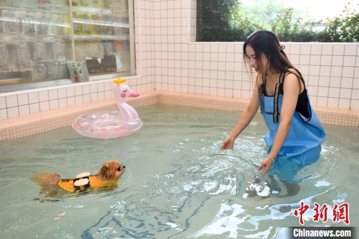 Loja de animais em Changsha lan?a piscina exclusiva para c?es