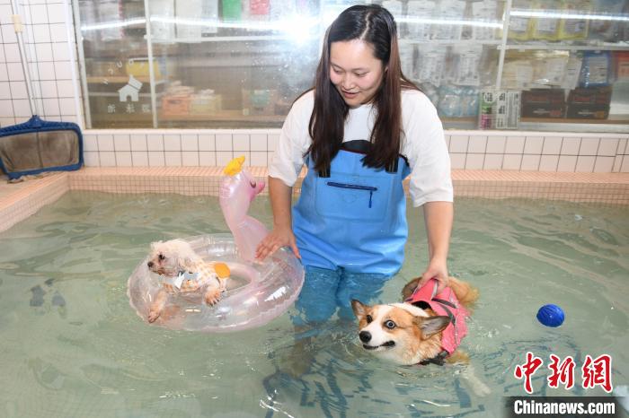 Loja de animais em Changsha lan?a piscina exclusiva para c?es