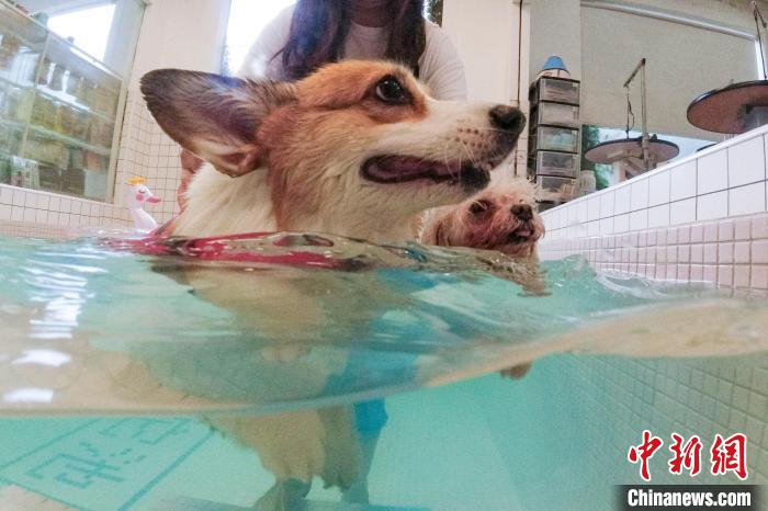 Loja de animais em Changsha lan?a piscina exclusiva para c?es