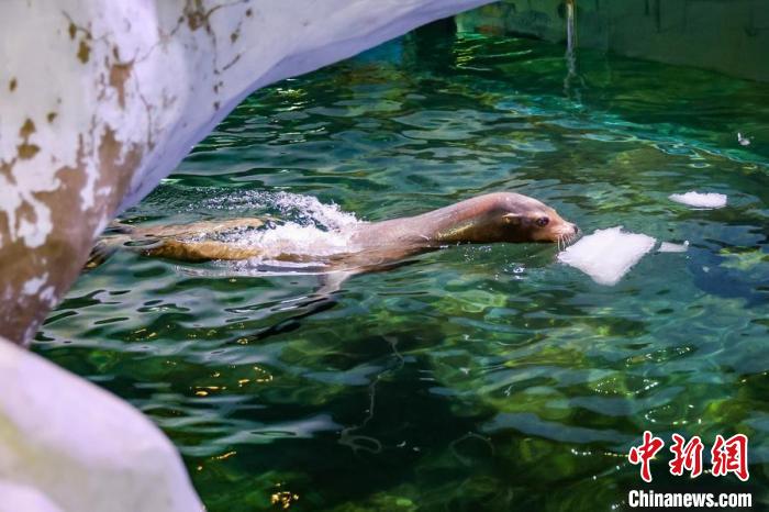 Animais marinhos experimentam ver?o criativo no Mundo Subaquático de Nanjing