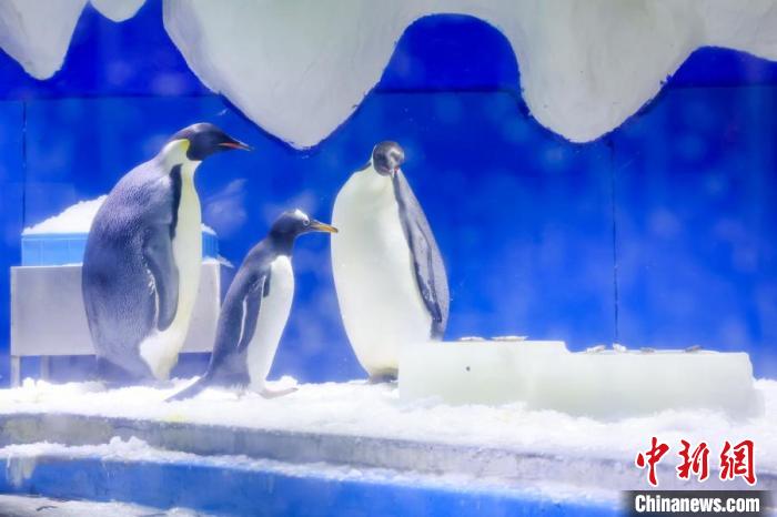 Animais marinhos experimentam ver?o criativo no Mundo Subaquático de Nanjing