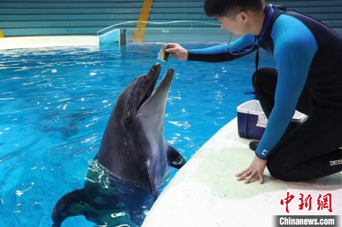 Animais marinhos experimentam ver?o criativo no Mundo Subaquático de Nanjing