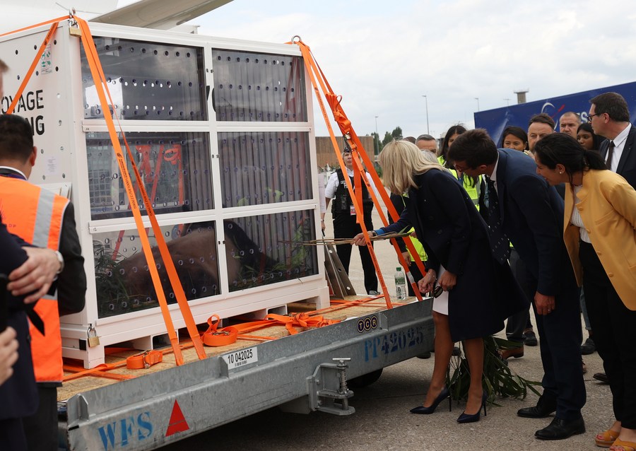 Franceses se despedem do panda gigante 