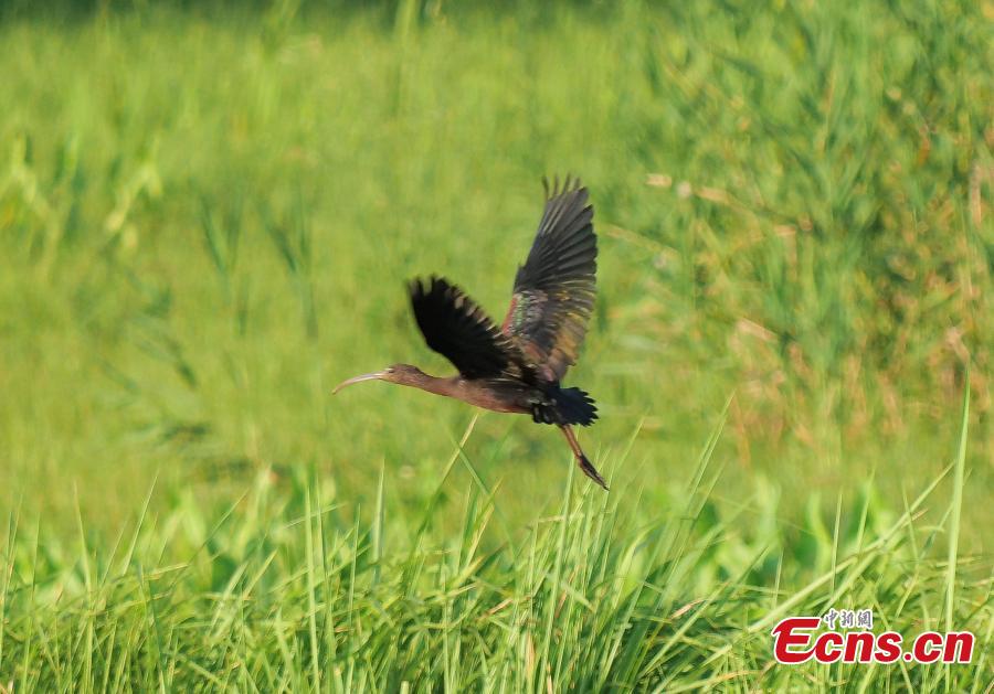 Chongqing avista íbis-branco pela primeira vez