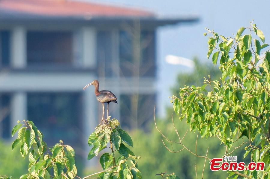 Chongqing avista íbis-branco pela primeira vez