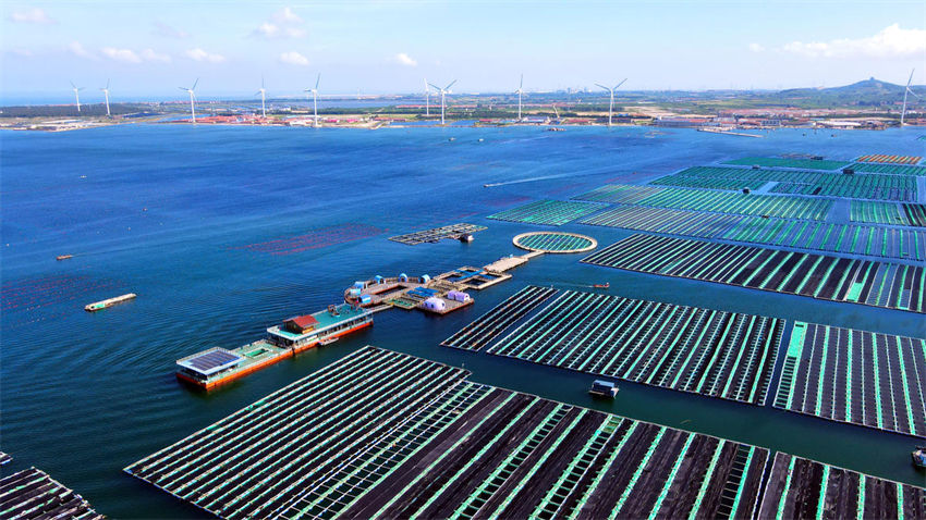 Indústria oceanica de sumidouros de carbono impulsiona turismo temático no leste da China