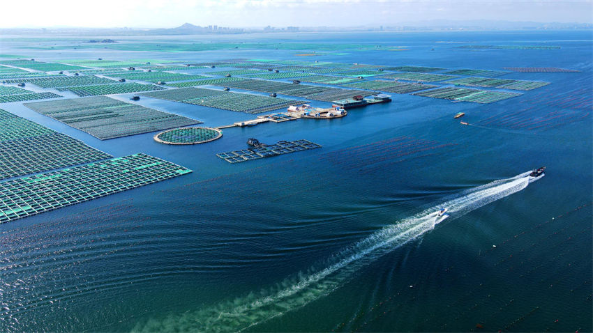 Indústria oceanica de sumidouros de carbono impulsiona turismo temático no leste da China