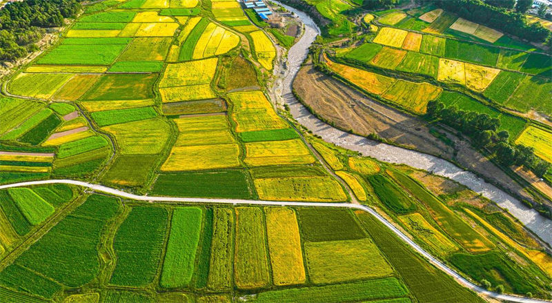 Galeria: agricultores iniciam colheita de trigo no noroeste da China