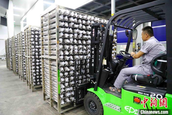 Indústria de cogumelos promove revitaliza??o rural no leste da China