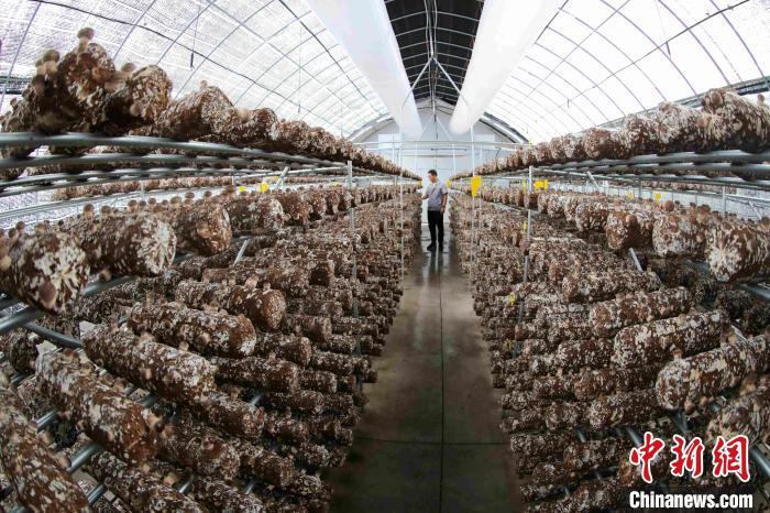 Indústria de cogumelos promove revitaliza??o rural no leste da China