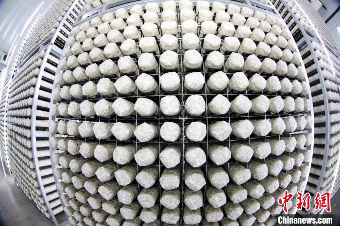 Indústria de cogumelos promove revitaliza??o rural no leste da China