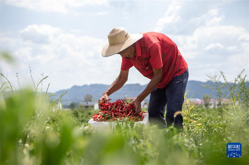 Chongqing: colheita de malaguetas contribui para a prosperidade nas regi?es rurais