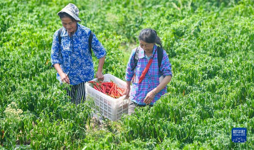 Chongqing: colheita de malaguetas contribui para a prosperidade nas regi?es rurais